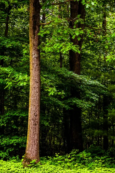 Alberi alti in una fitta e rigogliosa foresta . — Foto Stock