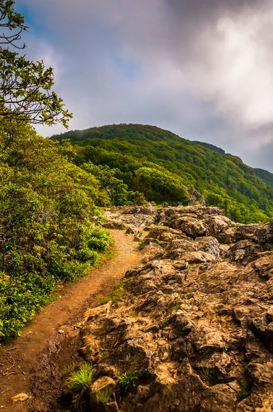 De appalachian trail op weinig steenachtige man kliffen in shenandoah n — Stockfoto