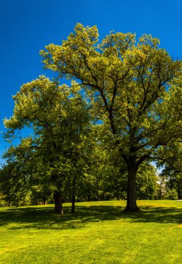 ağaçlar ve açık mavi gökyüzü druid hill Park, baltimore, maryla