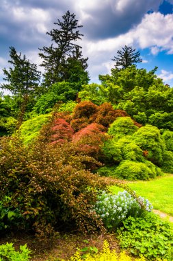 ağaç ve çalı cylburn Botanik Bahçesi, baltimore, maryland. 