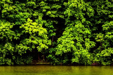 ağaçlar codorus state Park, penns Gölü marburg, kıyısında