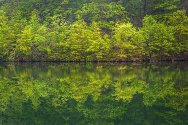 baltimore İlçesi, Mar prettyboy Reservoir yansıtan ağaçlar
