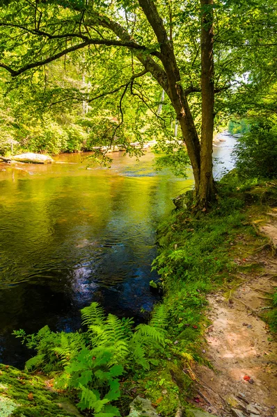 Trail along Gunpower Falls, in Baltimore County, Maryland. — Stock Photo, Image