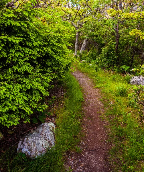 Sentier à travers une forêt dans le parc national de Shenandoah, Virginie . — Photo