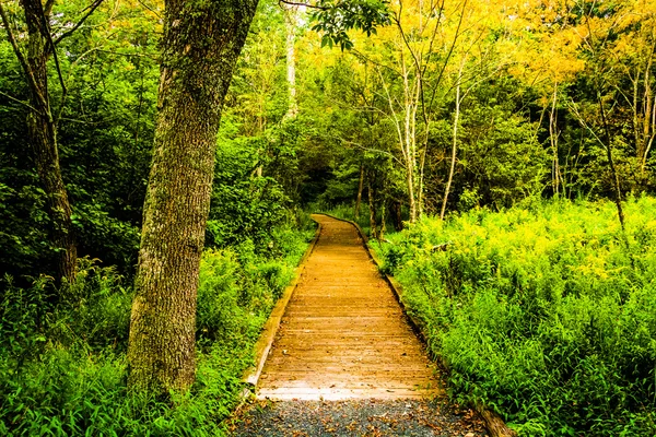 Sentier des arbres et des promenades sur le sentier Limberlost à Shenandoah Na — Photo