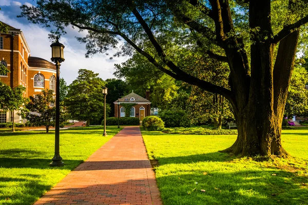 Дерево и кирпичная дорожка в Университете Джона Хопкинса в Балтиморе , — стоковое фото