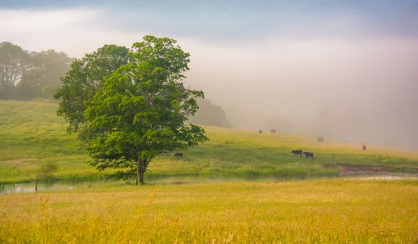 Alberi e bovini in un campo agricolo in una mattina nebbiosa in campagna — Foto Stock