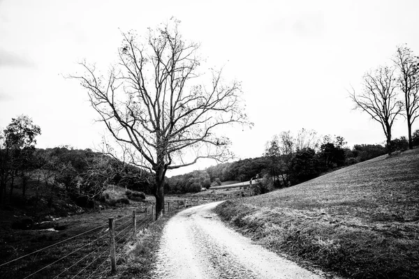 Boom en hek langs een onverharde weg in rural york county, pennsylva — Stockfoto