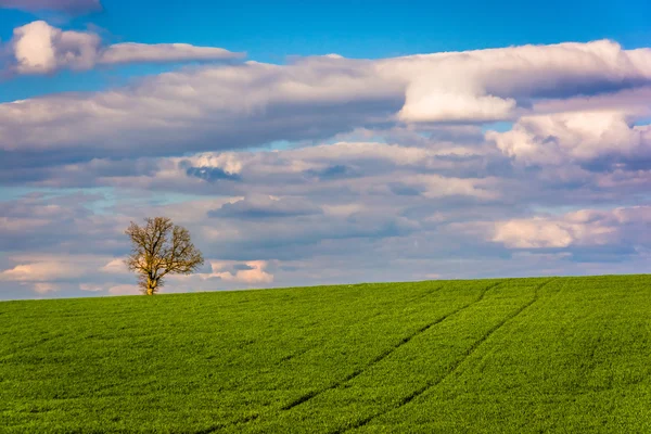 Kırsal york county, pennsylvania bir çiftlik alanında ağaç. — Stok fotoğraf