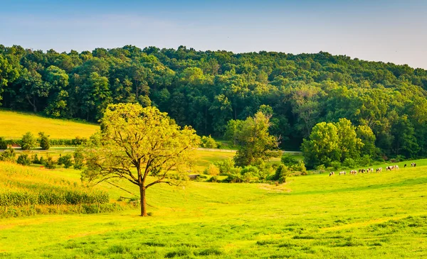 Árvore em um campo de fazenda no Condado de York rural, Pensilvânia . — Fotografia de Stock