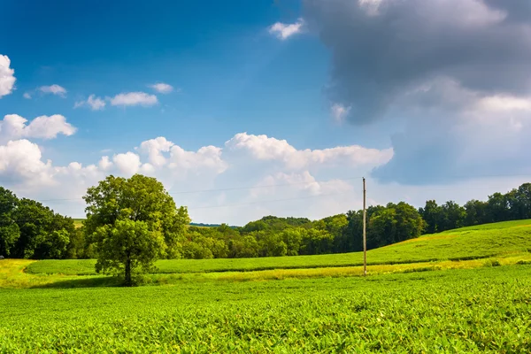 Albero in un campo agricolo nella contea rurale di York, Pennsylvania . — Foto Stock