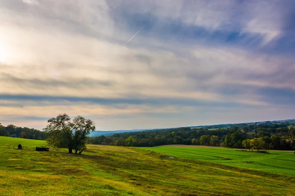 Arbre sur une colline dans le comté rural de Lancaster, Pennsylvanie . — Photo