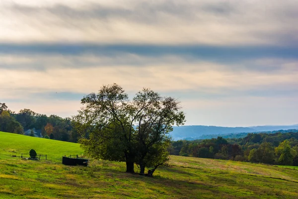Baum auf einem Hügel im ländlichen Lancaster County, Pennsylvania. — Stockfoto