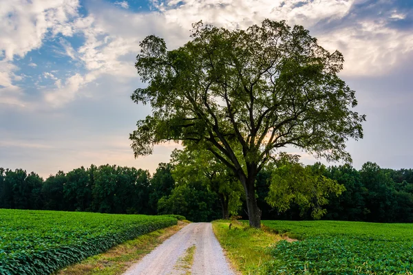 Boom op een onverharde weg in rural york county, pennsylvania. — Stockfoto