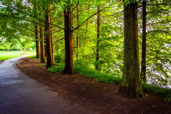 Árvores ao longo de um caminho no Piedmont Park em Atlanta, Geórgia . — Fotografia de Stock