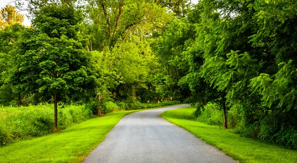 Bomen langs een weg in rural york county, pennsylvania. — Stockfoto