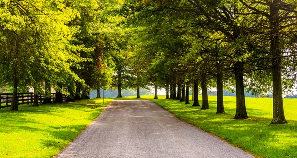 Bomen langs een landelijke backroad in york county, pennsylvania. — Stockfoto