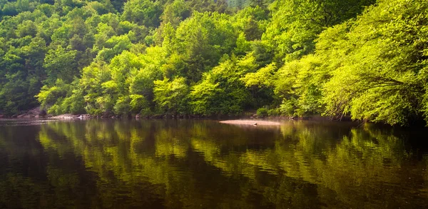 Träden längs floden lehigh på lehigh gorge state park, pennsyl — Stockfoto