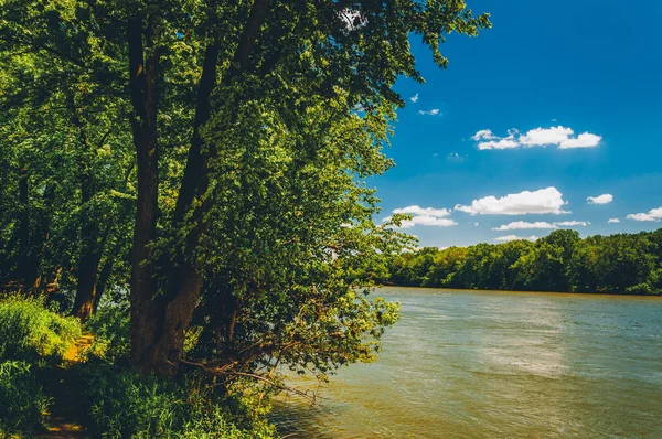 Arbres le long de la rivière Potomac par une journée ensoleillée de printemps, Point of Ro — Photo