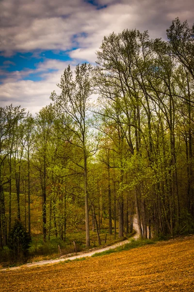 Arbres et chemin de terre dans le comté rural de York, Pennsylvanie . — Photo