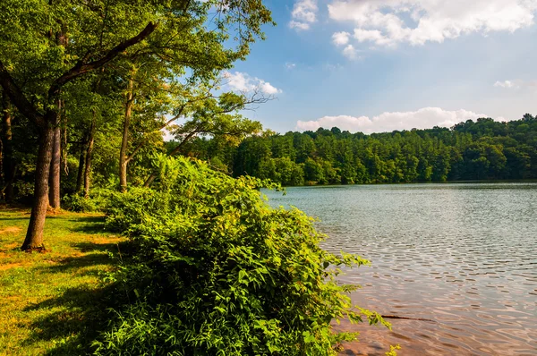 Árvores e arbustos ao longo da costa do Lago Williams, em York, Penn — Fotografia de Stock