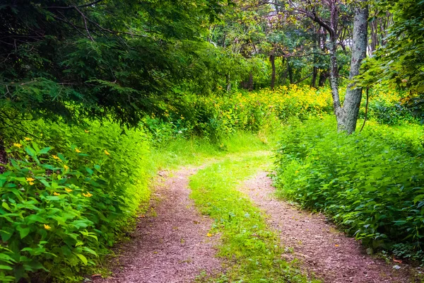 Ağaçlar ve çiçeklerle birlikte bir iz shenandoah Milli Park, vir — Stok fotoğraf