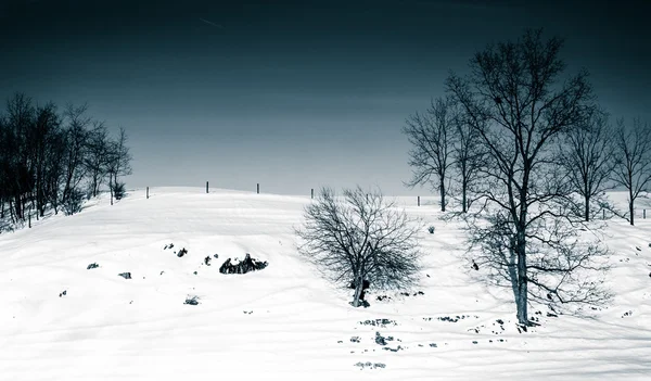Yedi vadi, pennsylvani çiftliği karla kaplı alanda ağaçların — Stok fotoğraf
