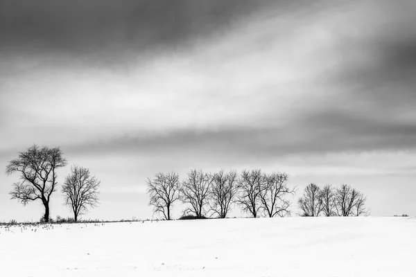 Δέντρα σε ένα χιόνι κάλυψε το πεδίο στην αγροτική κομητεία, pennsylvani adams — Φωτογραφία Αρχείου