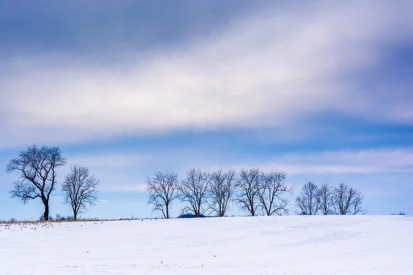 Árvores em um campo coberto de neve no condado rural de Adams, Pensilvânia — Fotografia de Stock