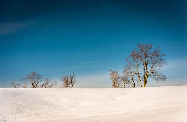 Bäume auf einem schneebedeckten Hügel in sieben Tälern, Pennsylvania. — Stockfoto