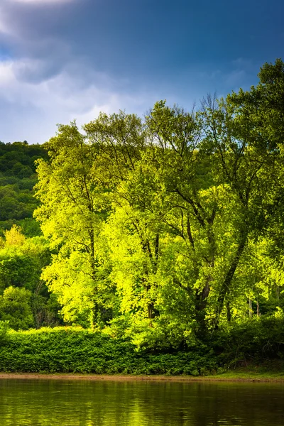 Trees on an island in the Delaware River, seen at Delaware Water — Stock Photo, Image