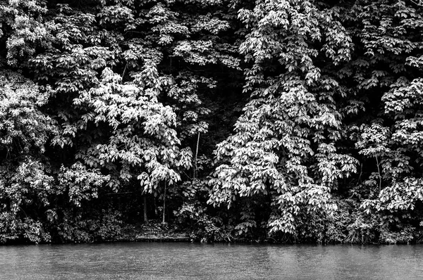 Bomen op de oever van lake marburg, in codorus state park, penns — Stockfoto