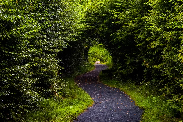 Tunel tworzą drzew na szlaku limberlost, w bujnym lesie — Zdjęcie stockowe