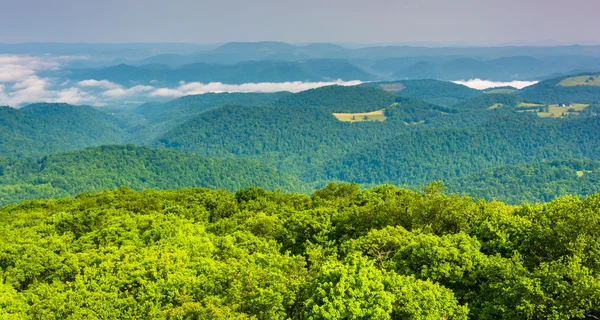 Uitzicht vanaf olson uitkijktoren, monongahela national forest, — Stockfoto