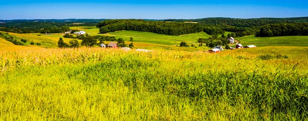 View of corn field and rolling hills in York County, Pennsylvani — Stock Photo, Image