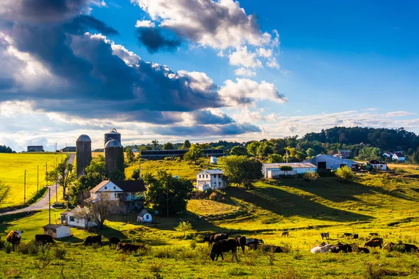 Перегляд корів на фермі в пагорби сільських Йорк повіт — стокове фото