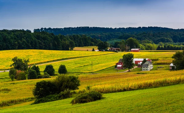 Widok toczenia wzgórz i pól rolniczych w wiejskich york penn powiatu, — Zdjęcie stockowe