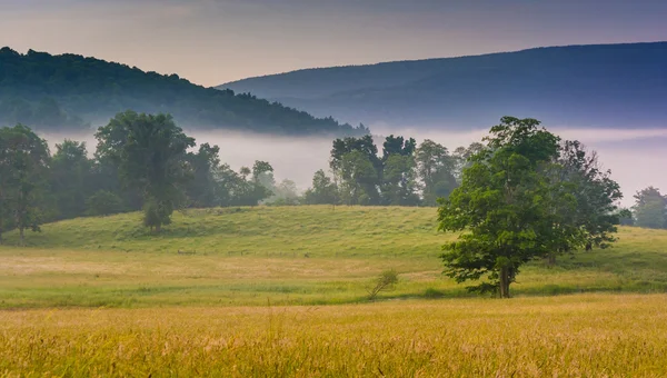 Veduta di alberi in un campo agricolo e montagne lontane su una nebbia m — Foto Stock