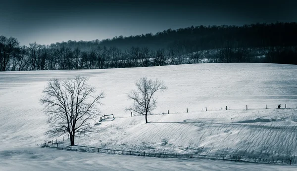 Vue des arbres et des clôtures dans un champ agricole enneigé dans la campagne Y — Photo