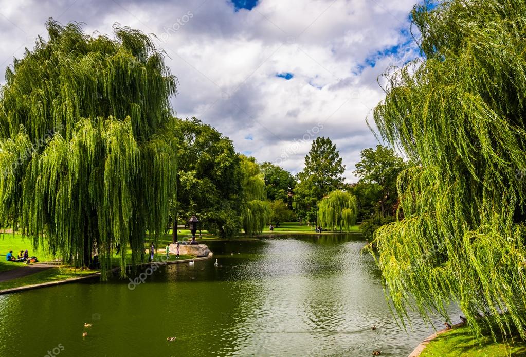 Meet the Trees: The Weeping Willow  January 17, 2018 - Friends of the  Public Garden