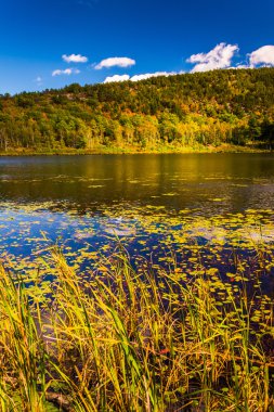 Lily bakla ve bir su birikintisi Acadia Milli Parkı, Maine. 