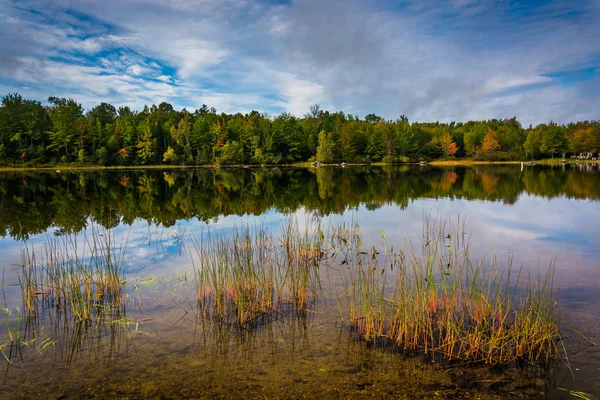 Tidig höst reflektioner och gräs i Toddy damm, nära Orland, — Stockfoto