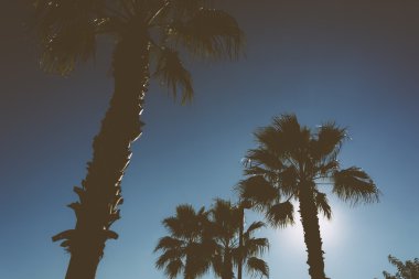 The sun shining through palm trees in Vilano Beach, Florida.  clipart