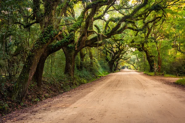 Roble a lo largo del camino de tierra a la plantación de Botany Bay en Edisto — Foto de Stock