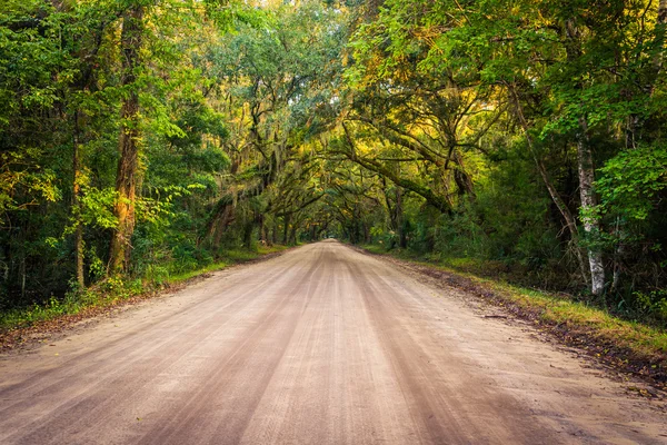 Oak trees along the dirt road to Botany Bay Plantation on Edisto — Stock Photo, Image