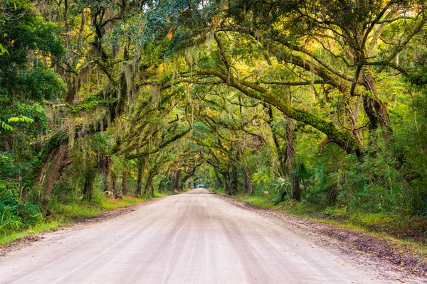 Roble a lo largo del camino de tierra a la plantación de Botany Bay en Edisto — Foto de Stock