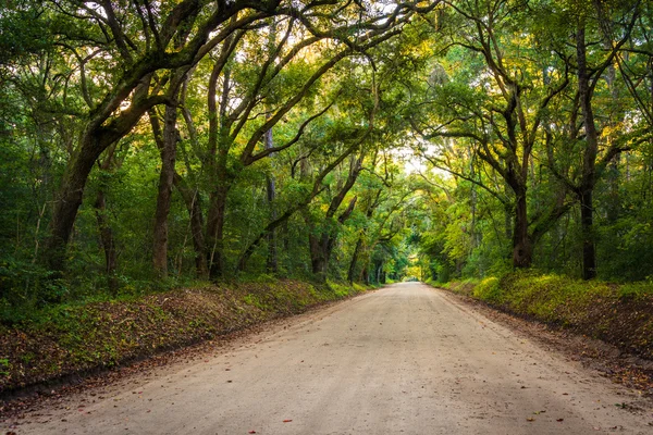 Dębów wzdłuż polnej drodze do Botany Bay na Edisto plantacji — Zdjęcie stockowe