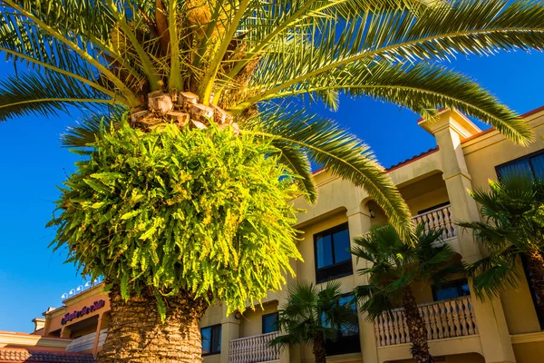 Palme und Hotel in Vilano Beach, Florida. — Stockfoto