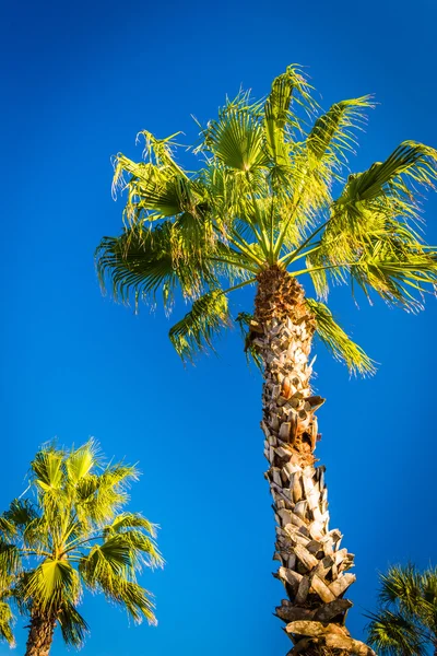 Palmen am Strand von Vilano, Florida. — Stockfoto
