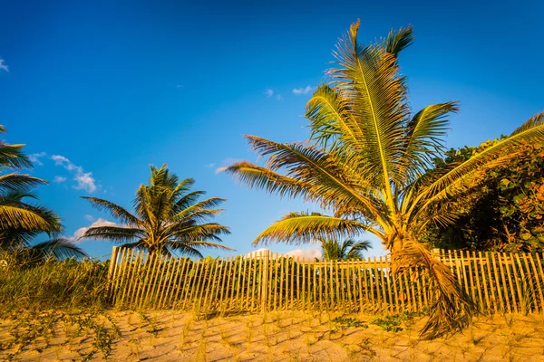 Palm trees and fence at Coral Cove Park, Jupiter Island, Florida — Stock Photo, Image